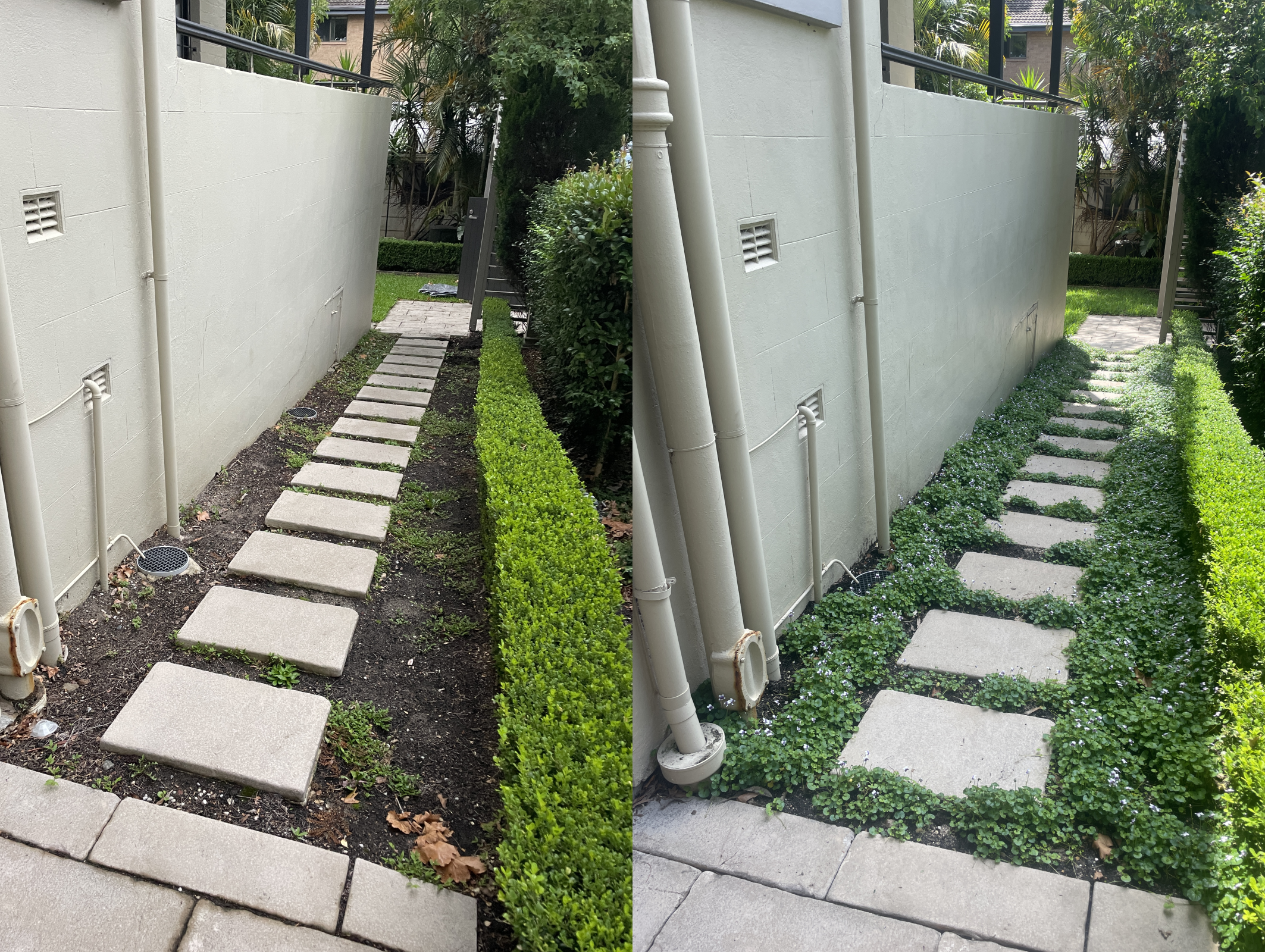 Native violet planting, Woollahra